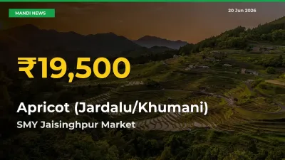 Fresh Record! Apricot (Jardalu/Khumani) Price Climbs to New High in SMY Jaisinghpur