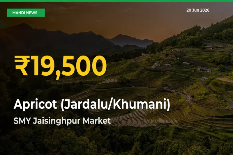 Fresh Record! Apricot (Jardalu/Khumani) Price Climbs to New High in SMY Jaisinghpur