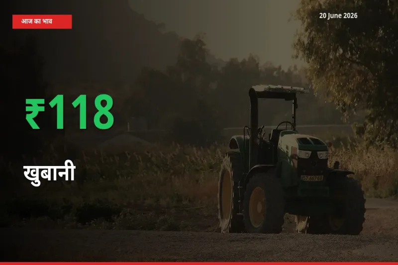 तेज़ तेजी! मंडी में खुबानी के दाम 117.92% चढ़े