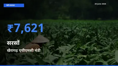 आज सरसों के सबसे ज़्यादा दाम खैरागढ़ एपीएमसी मंडी में दर्ज