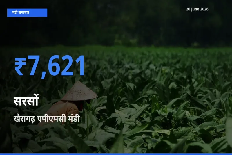 आज सरसों के सबसे ज़्यादा दाम खैरागढ़ एपीएमसी मंडी में दर्ज