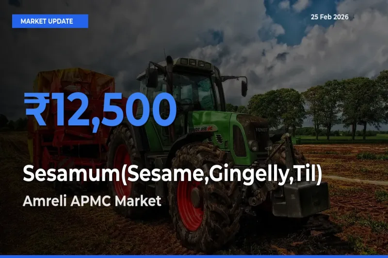Amreli APMC Offers ₹12,500 – Highest Sesamum(Sesame,Gingelly,Til) Rate Today