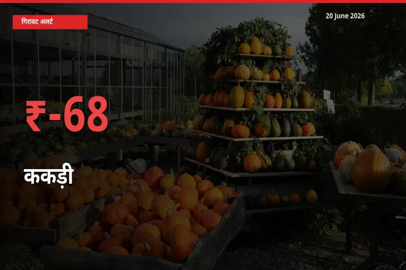 ककड़ी 67.78% गिरा, मंडी