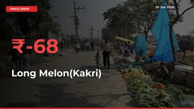 Sudden Shock! Long Melon(Kakri) Drops 67.78% in 24 Hours at Top Mandis