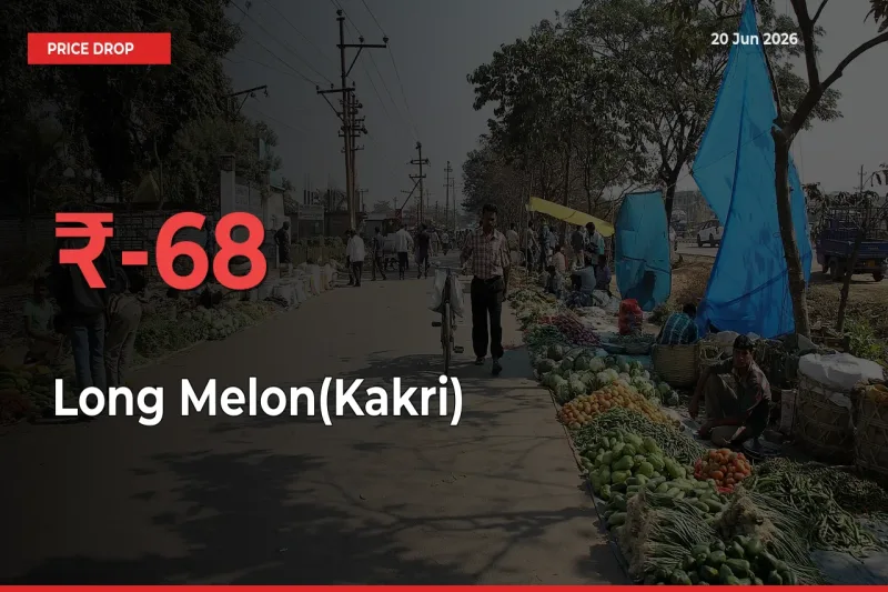 Sudden Shock! Long Melon(Kakri) Drops 67.78% in 24 Hours at Top Mandis