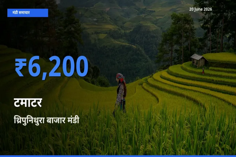 आज का मंडी भाव: टमाटर के सबसे ज़्यादा दाम थ्रिपुनिथुरा बाजार में