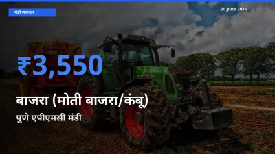बाज़ार संकेत: पुणे एपीएमसी बना बाजरा (मोती बाजरा/कंबू) के लिए आज की टॉप मंडी
