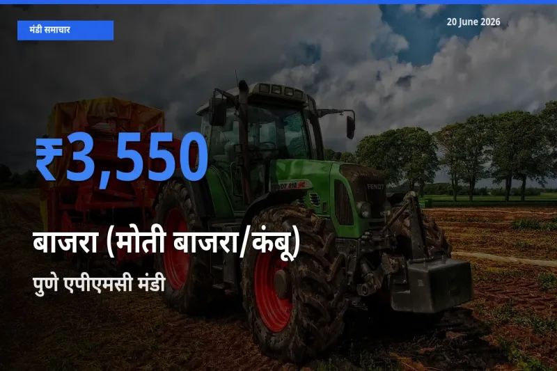 बाज़ार संकेत: पुणे एपीएमसी बना बाजरा (मोती बाजरा/कंबू) के लिए आज की टॉप मंडी