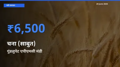 20 June अपडेट: चना (साबुत) के सबसे ऊँचे दाम गुंडलुपेट एपीएमसी मंडी में