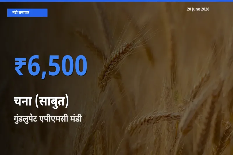20 June अपडेट: चना (साबुत) के सबसे ऊँचे दाम गुंडलुपेट एपीएमसी मंडी में