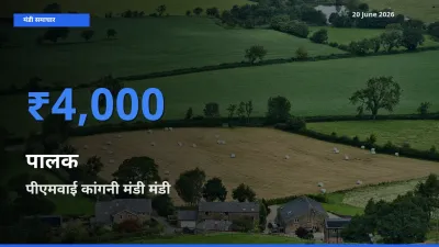 पीएमवाई कांगनी मंडी में पालक का आज सबसे ऊँचा भाव