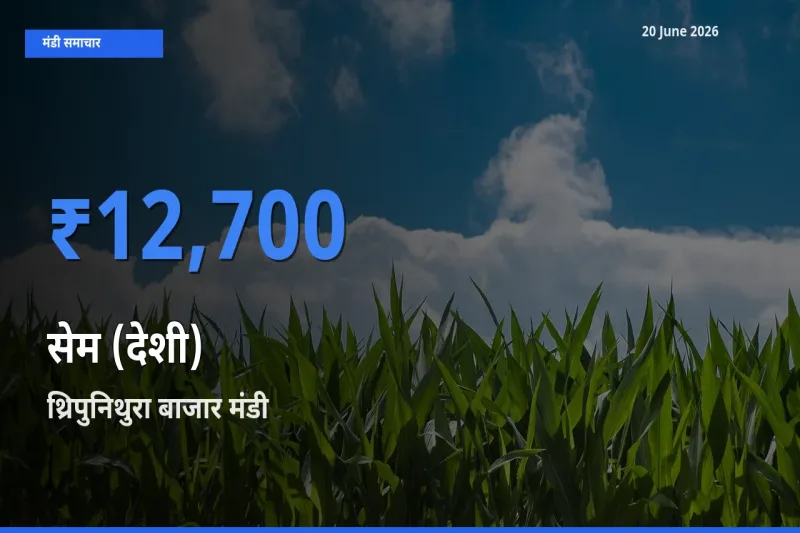 थ्रिपुनिथुरा बाजार में सेम (देशी) का आज सबसे ऊँचा भाव