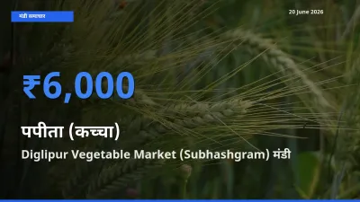Diglipur Vegetable Market (Subhashgram) मंडी में आज पपीता (कच्चा) के सबसे ऊँचे दाम दर्ज