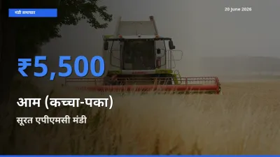 टॉप मंडी बना सूरत एपीएमसी! आम (कच्चा-पका) के सबसे ऊँचे दाम यहीं दर्ज