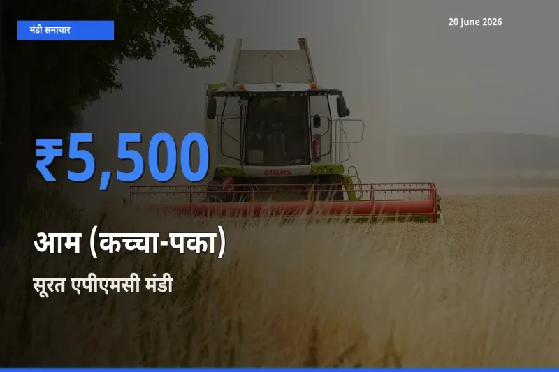 टॉप मंडी बना सूरत एपीएमसी! आम (कच्चा-पका) के सबसे ऊँचे दाम यहीं दर्ज