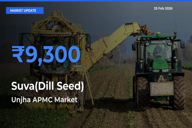 Unjha APMC Records Highest ₹9,300 Rate for Suva(Dill Seed)