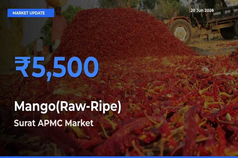 Surat APMC Tops Mango(Raw-Ripe) Rates – June 20 Market Update
