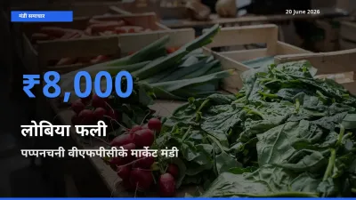 आज लोबिया फली के सबसे ऊँचे दाम ₹8,000 पप्पनचनी वीएफपीसीके मार्केट मंडी में