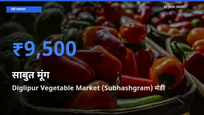 Diglipur Vegetable Market (Subhashgram) मंडी में साबुत मूंग ₹9,500 पर पहुँचा – आज का सर्वोच्च भाव