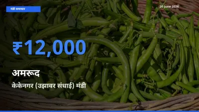 आज अमरूद के सबसे ऊँचे दाम ₹12,000 केकेनगर (उझावर संधाई) मंडी में