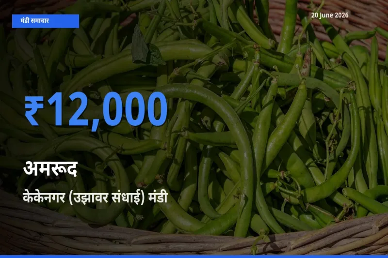 आज अमरूद के सबसे ऊँचे दाम ₹12,000 केकेनगर (उझावर संधाई) मंडी में