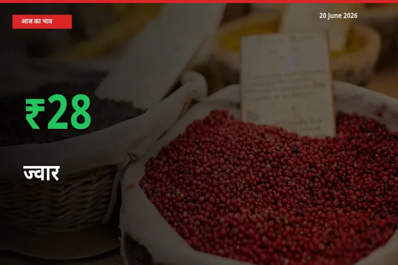 ज्वार के दाम प्रमुख मंडी में 27.97% बढ़े, 24 घंटे में बड़ा बदलाव