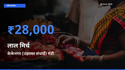 किसानों की पसंद बना केकेनगर (उझावर संधाई), लाल मिर्च के सबसे अच्छे दाम