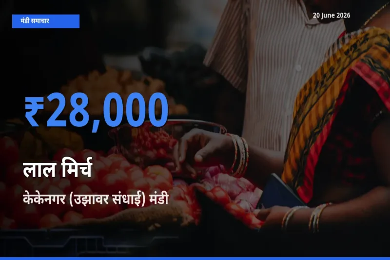 किसानों की पसंद बना केकेनगर (उझावर संधाई), लाल मिर्च के सबसे अच्छे दाम
