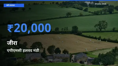 आज जीरा के सबसे ज़्यादा दाम एपीएमसी हलवद मंडी में दर्ज