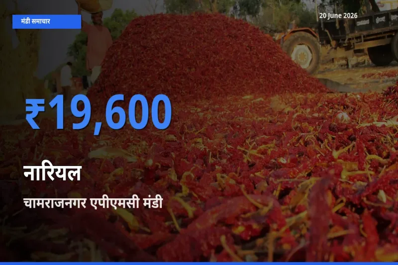 बाज़ार संकेत: चामराजनगर एपीएमसी बना नारियल के लिए आज की टॉप मंडी