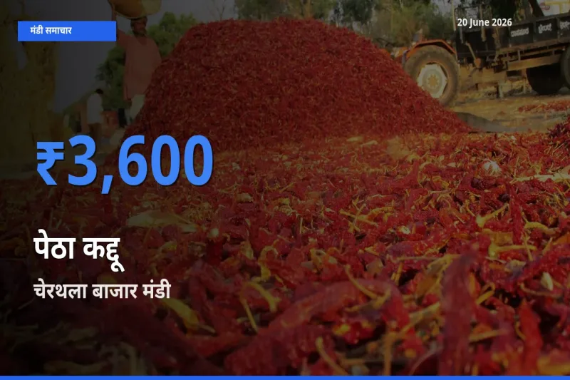 टॉप मंडी बना चेरथला बाजार! पेठा कद्दू के सबसे ऊँचे दाम यहीं दर्ज