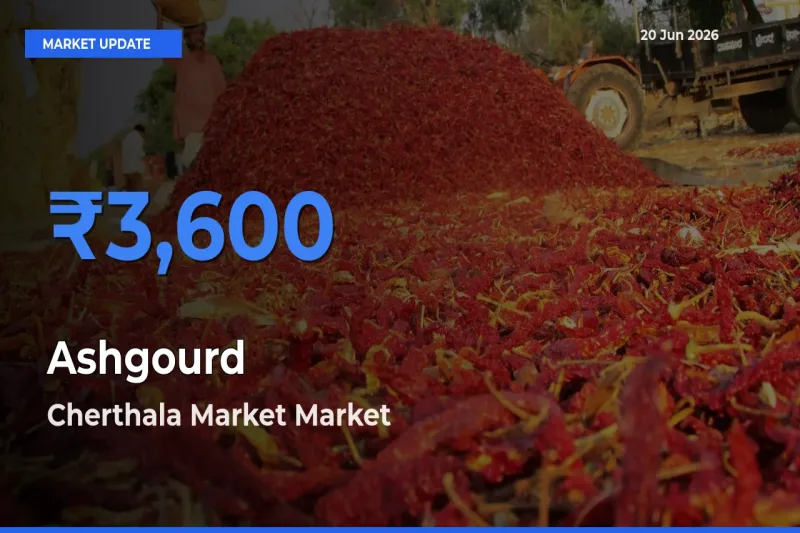 Cherthala Market Tops Ashgourd Rates – June 20 Market Update