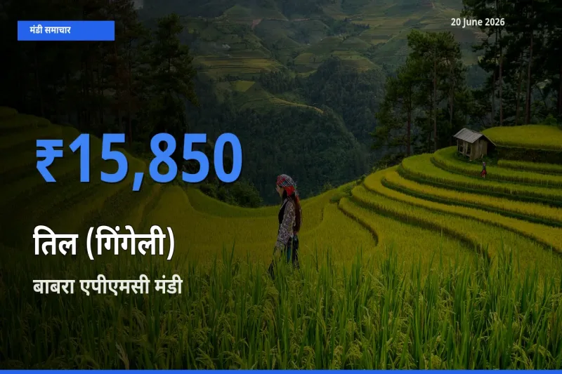 आज तिल (गिंगेली) के सबसे ऊँचे दाम ₹15,850 बाबरा एपीएमसी मंडी में