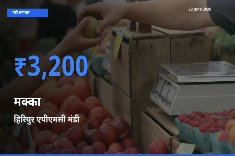 20 June अपडेट: मक्का के सबसे ऊँचे दाम हिरियुर एपीएमसी मंडी में
