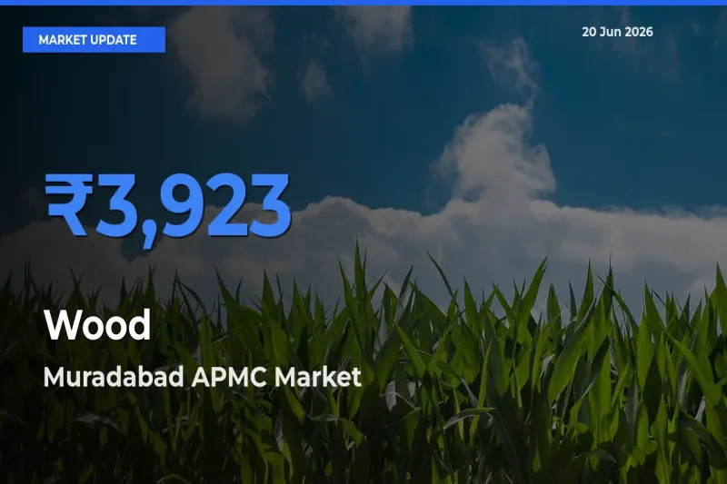 Wood Mandi Rate Today: Muradabad APMC Tops the List