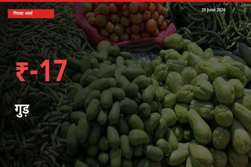 अचानक झटका! मंडी में गुड़ के दाम 17.46% टूटे