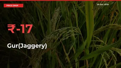 Farmers Alert as Gur(Jaggery) Prices Slide 17.46% in Local Mandis