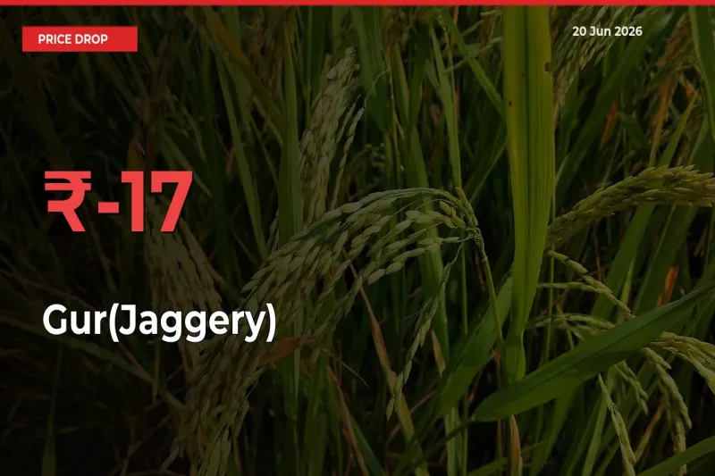 Farmers Alert as Gur(Jaggery) Prices Slide 17.46% in Local Mandis