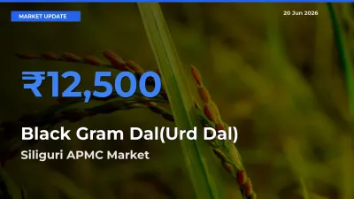 Siliguri APMC Tops Black Gram Dal(Urd Dal) Rates – June 20 Market Update