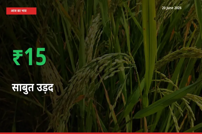 तेज़ तेजी! मंडी में साबुत उड़द के दाम 15.41% चढ़े