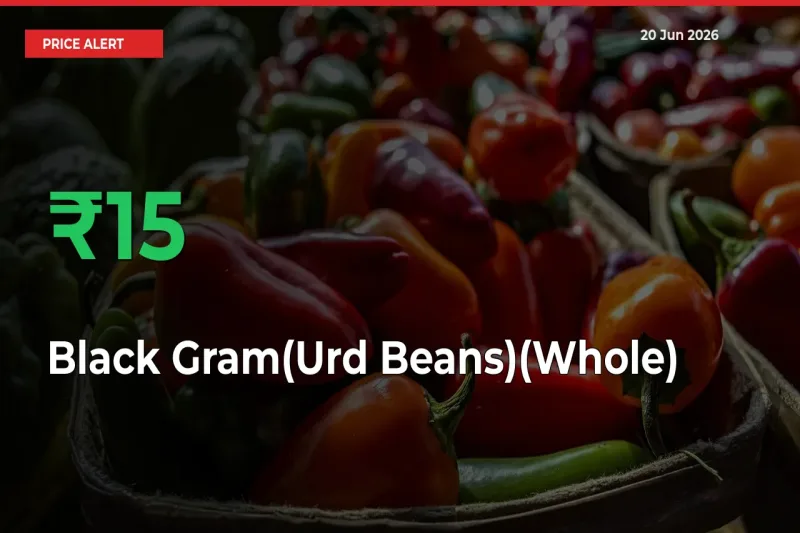 Sudden 15.41% Rally in Black Gram(Urd Beans)(Whole) Prices Across Mandis