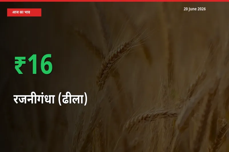 स्थानीय मंडी में रजनीगंधा (ढीला) के दाम अचानक 16.15% उछले, किसान सतर्क