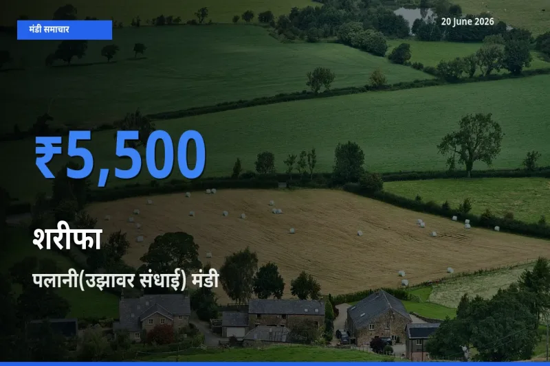 किसानों की पसंद बना पलानी(उझावर संधाई), शरीफा के सबसे अच्छे दाम