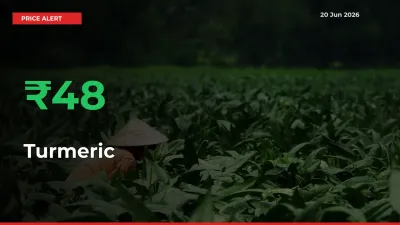 Sharp Jump! Turmeric Prices Climb 48.38% in 24 Hours at Key Mandis