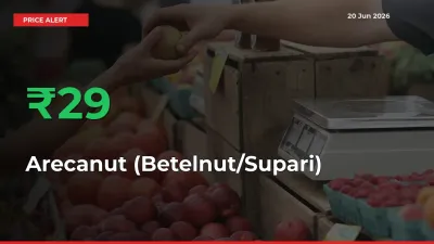 28.76% Spike in Arecanut (Betelnut/Supari) Prices – Mandi Sees Sudden Rally