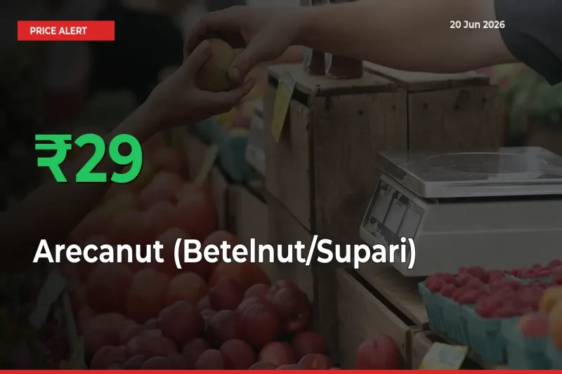 28.76% Spike in Arecanut (Betelnut/Supari) Prices – Mandi Sees Sudden Rally