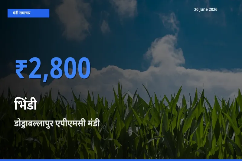 आज भिंडी के सबसे ऊँचे दाम ₹2,800 डोड्डाबल्लापुर एपीएमसी मंडी में