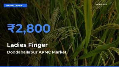 Doddaballapur APMC Tops Ladies Finger Rates – June 20 Market Update