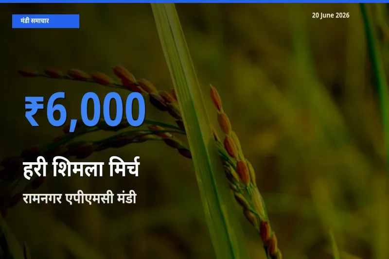 आज हरी शिमला मिर्च के सबसे ऊँचे दाम ₹6,000 रामनगर एपीएमसी मंडी में