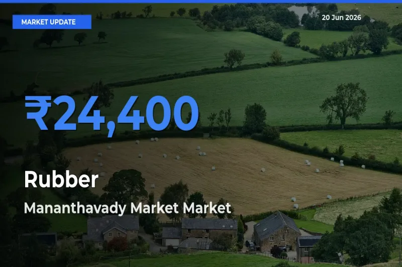 Rubber Mandi Rate Today: Mananthavady Market Tops the List